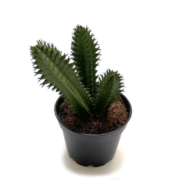 FAUX SMALL CACTUS