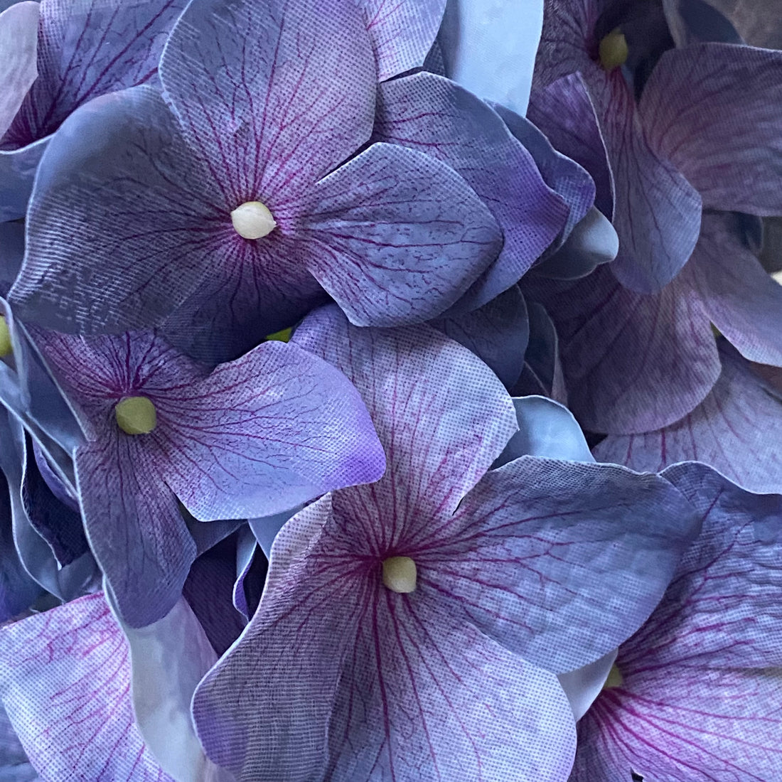 PURPLE BALL HYDRANGEA