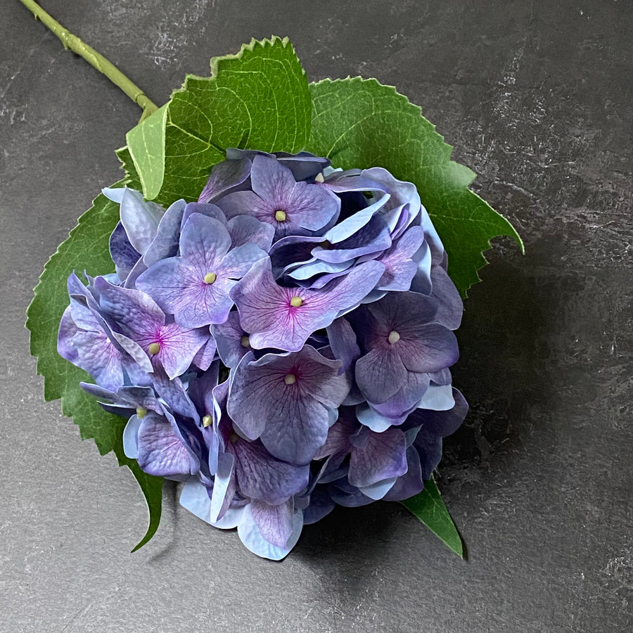PURPLE BALL HYDRANGEA