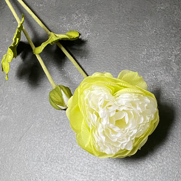 CREAM RANUNCULUS SPRAY