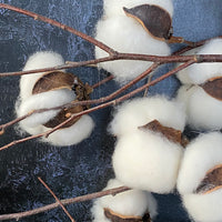 REAL NATURAL COTTON BRANCH