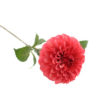BALL DAHLIA | PINK