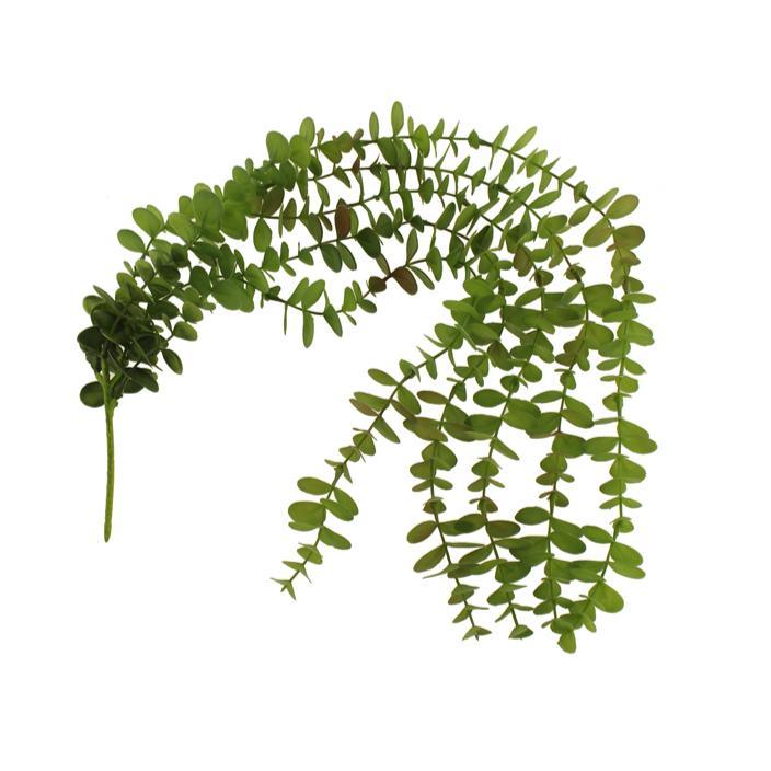 TRAILING EUCALYPTUS VINE | GREEN