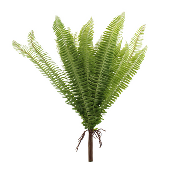 ADIANTUM FERN BUSH