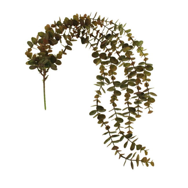 TRAILING EUCALYPTUS VINE | BROWN