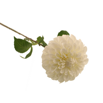 BALL DAHLIA | WHITE